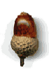 mizun_m.gif